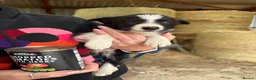 Welsh Collie dogs for sale: Adorable Mid Wales border collie puppies for sale - Advert 15