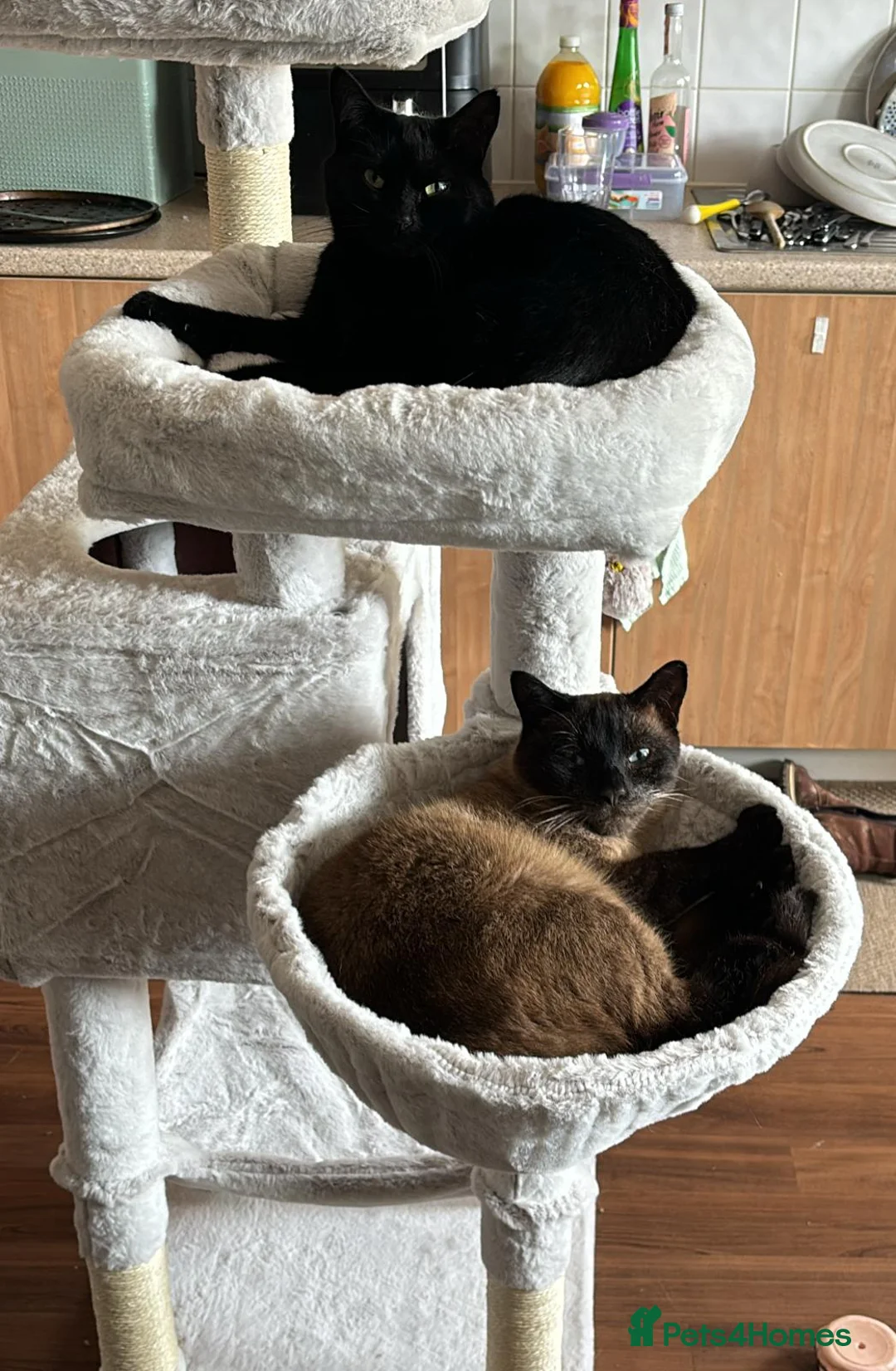 Mixed Breed cats for sale: Dusty and Bella - Advert 10