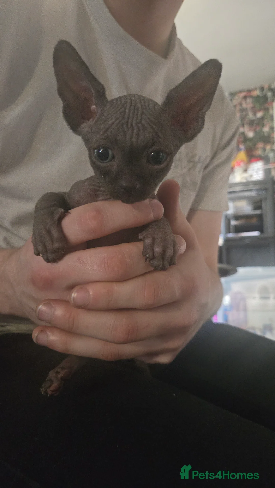 Sphynx cats for sale: 3 beautiful sphynx - Advert 6