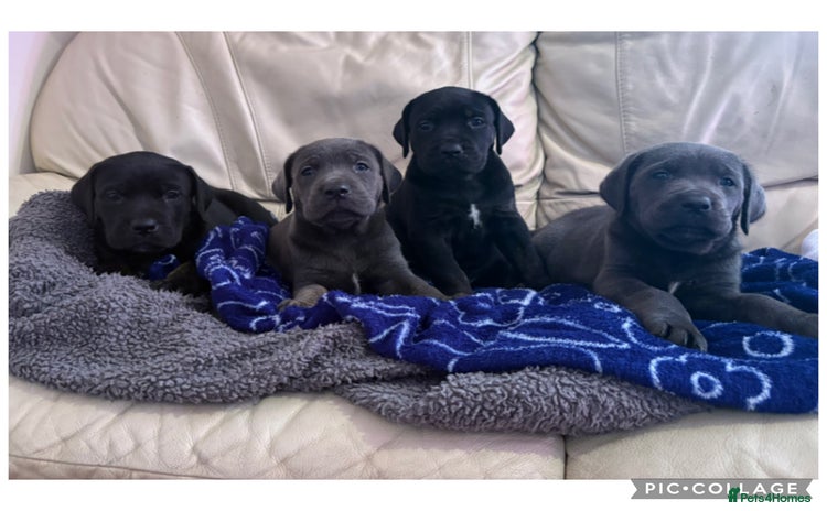Cane Corso dogs - Advert 1