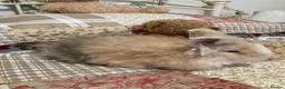 Angora rabbits for sale: Adorable angora babies - Advert 6