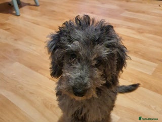 Cockapoo dogs - Advert 16