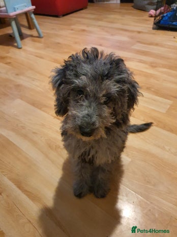 Cockapoo dogs - Advert 5