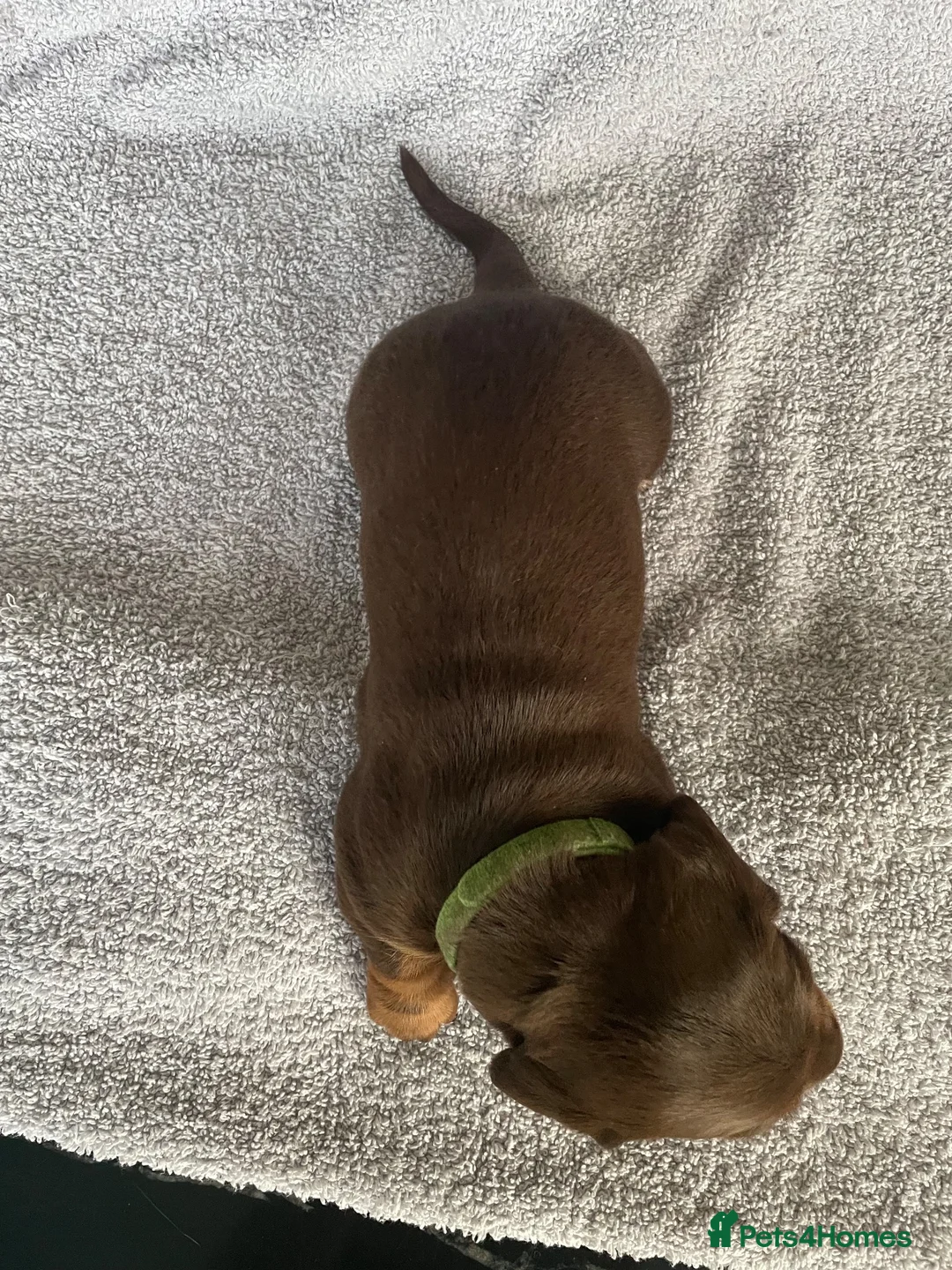 Dachshund dogs for sale: Beautiful litter of dachshund puppies  in Chichester - Advert 11