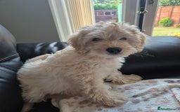 Cockapoo dogs for sale: Stunning Champagne Cockapoo Boy - Image 5