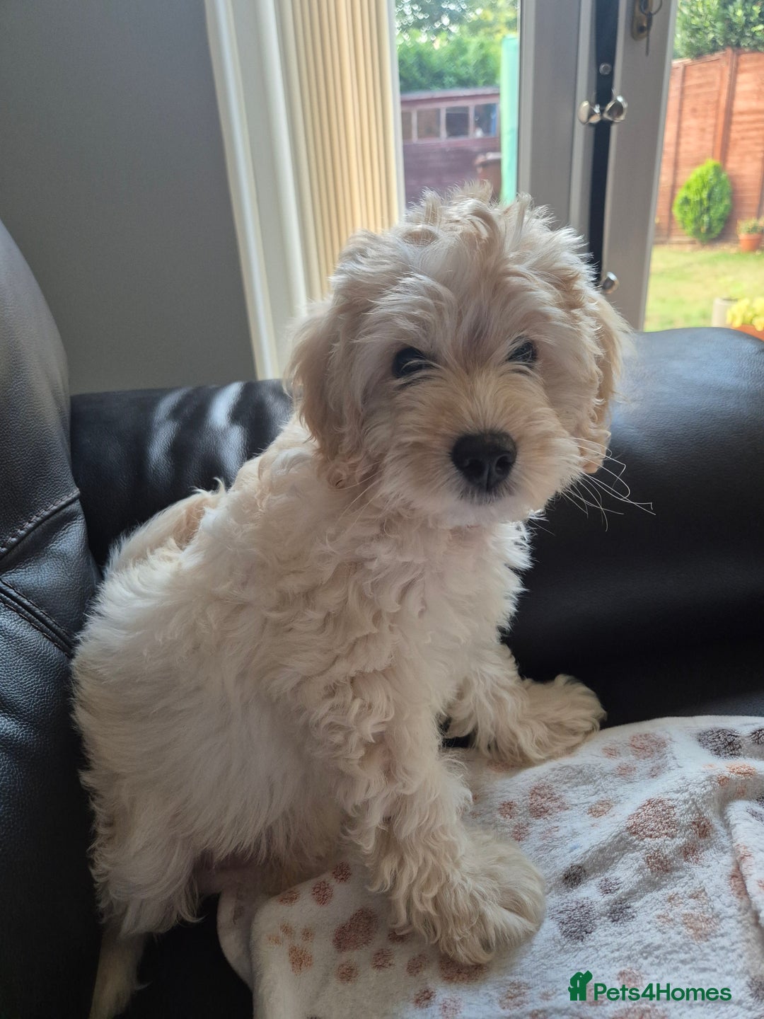 Cockapoo dogs for sale: Stunning Champagne Cockapoo Boy - Image 5