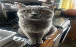 British Shorthair cats for sale: British shorthair  - Image 3