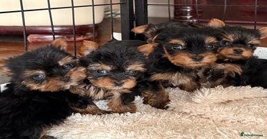 Yorkshire Terrier dogs - Advert 4