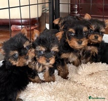 Yorkshire Terrier dogs - Advert 4