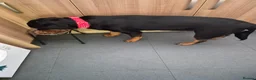 Rottweiler dogs for sale: Rottweiler  in Wrexham - Advert 5