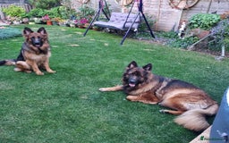 German Shepherd dogs for sale: Gorgeous 10 GSD Puppies Looking For Their Homes - Image 7