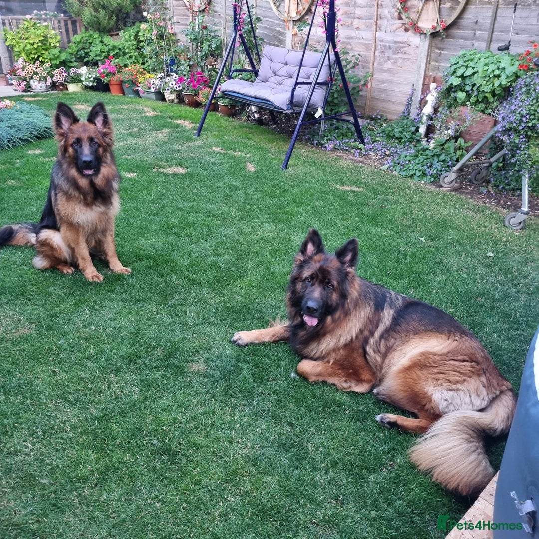 German Shepherd dogs for sale: Gorgeous 10 GSD Puppies Looking For Their Homes - Image 7
