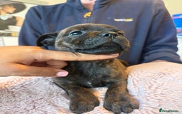 Staffordshire Bull Terrier dogs for sale: BRINDLE STAFFORDSHIRE BULL TERRIER PUPPIES  - Image 2