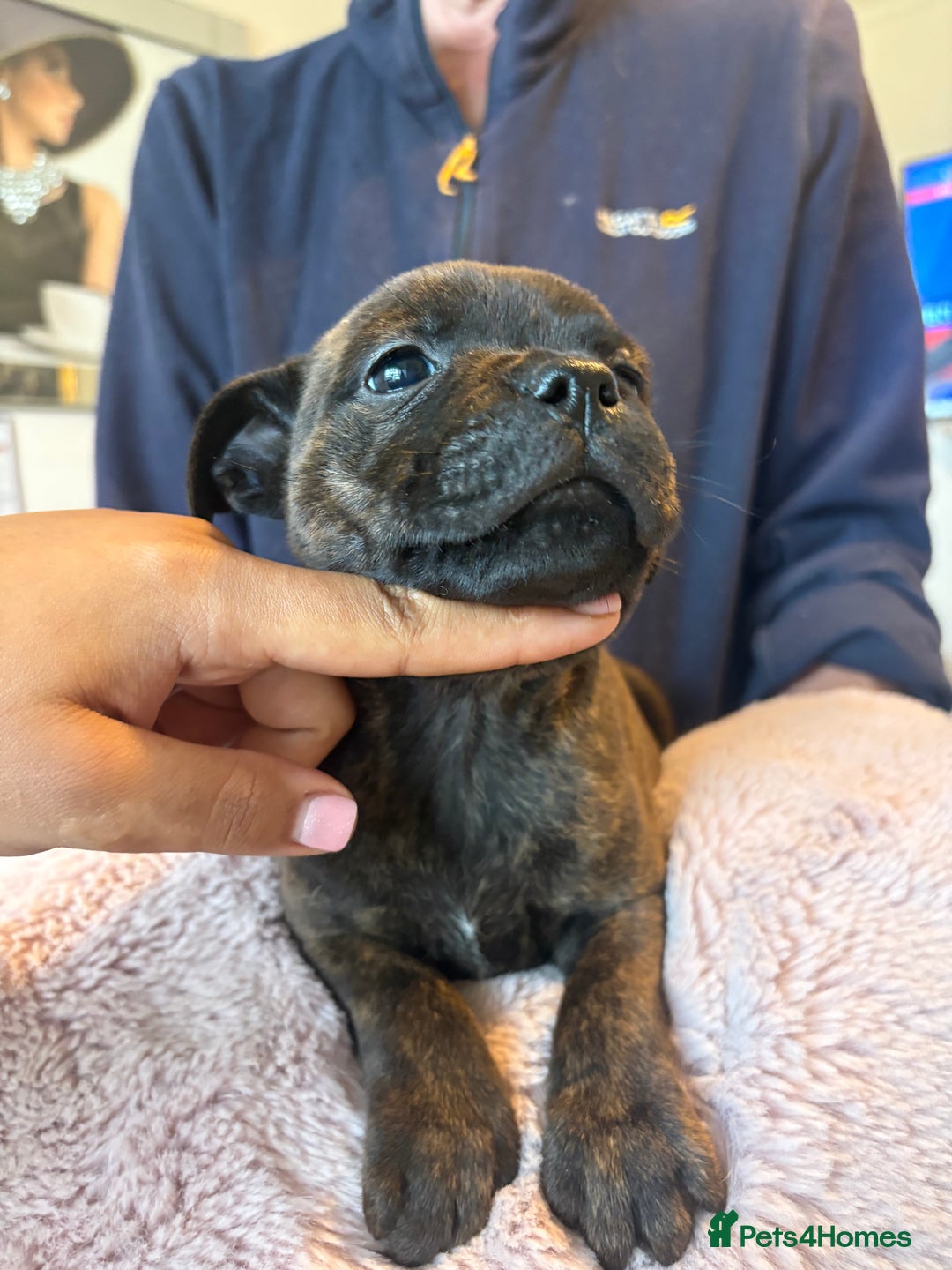 Staffordshire Bull Terrier dogs for sale: BRINDLE STAFFORDSHIRE BULL TERRIER PUPPIES  - Image 2