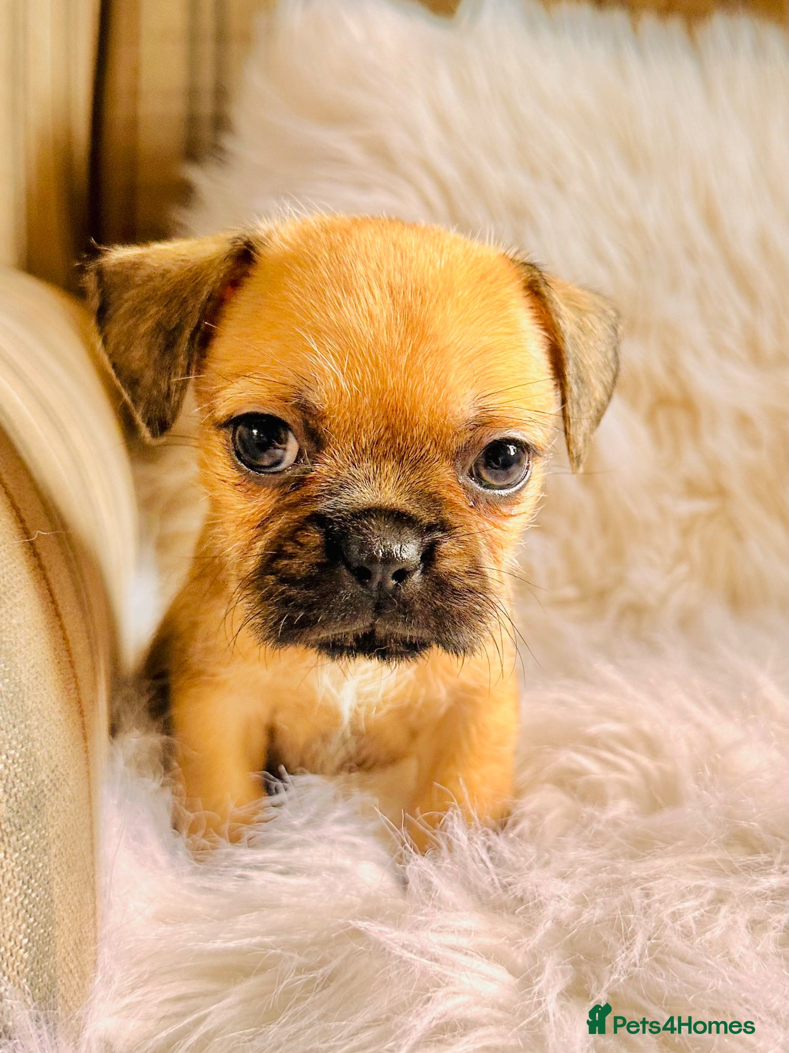 Mixed Breed dogs for sale: Shih Tzu x Frenchie pups - Advert 26