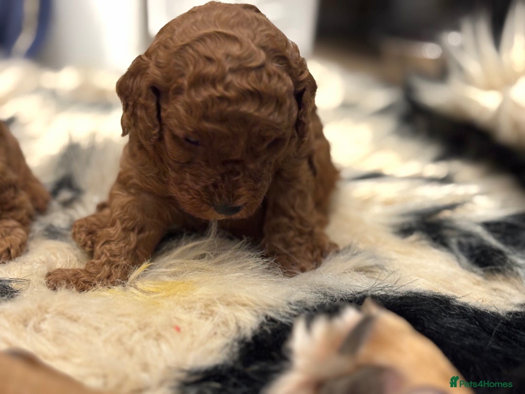 Cockapoo dogs for sale: F1b cockapoo  - Advert 7