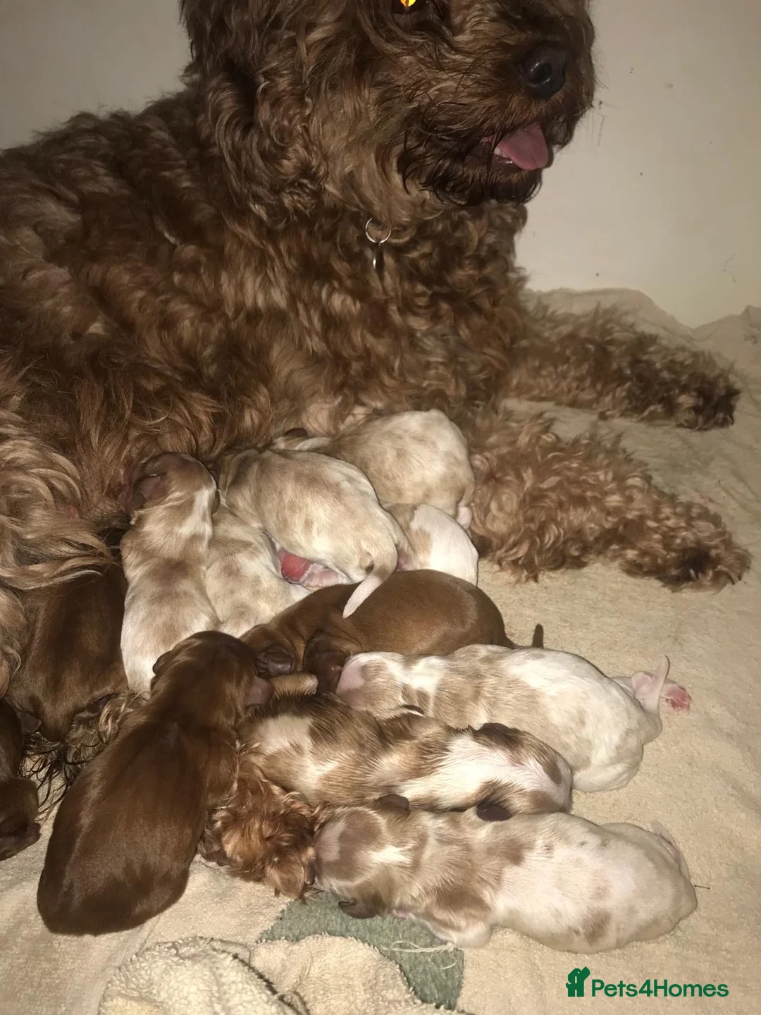 Cavalier King Charles Spaniel dogs for stud: Stunning Imported Cavalier Stud, Health Tested.  - Advert 12
