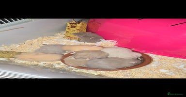 Hamster rodents - Advert 6