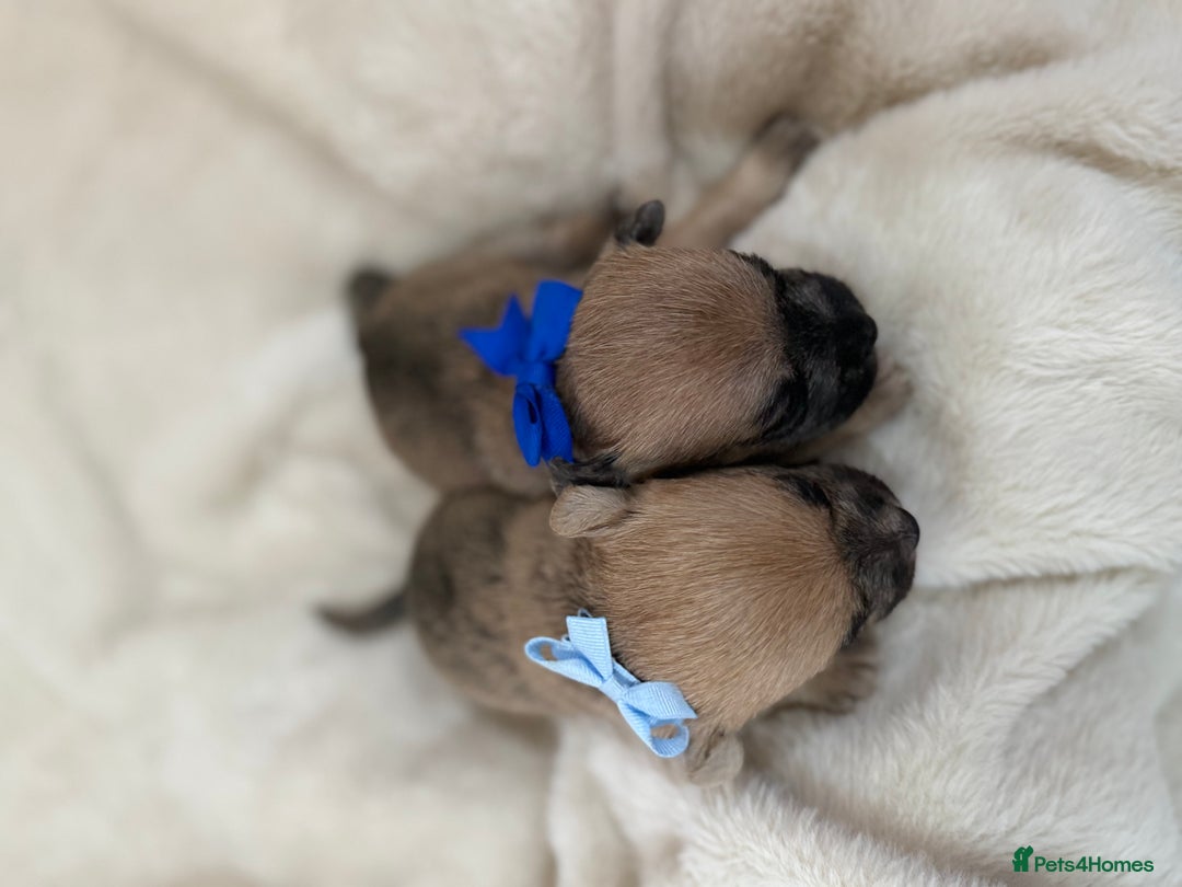 Jack Russell dogs for sale: Much Wenlock Jack Russell Pups  - Image 7