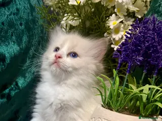 Ragdoll cats Purebreed Ragdoll kittens - Advert 14