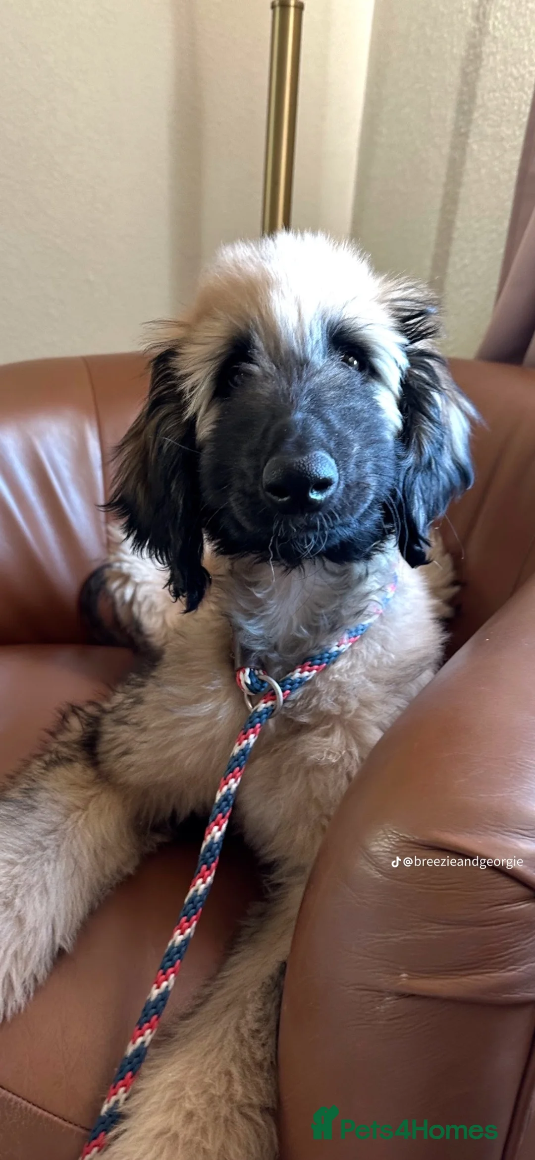 Afghan Hound dogs for sale: Afghan Hound  - Advert 3