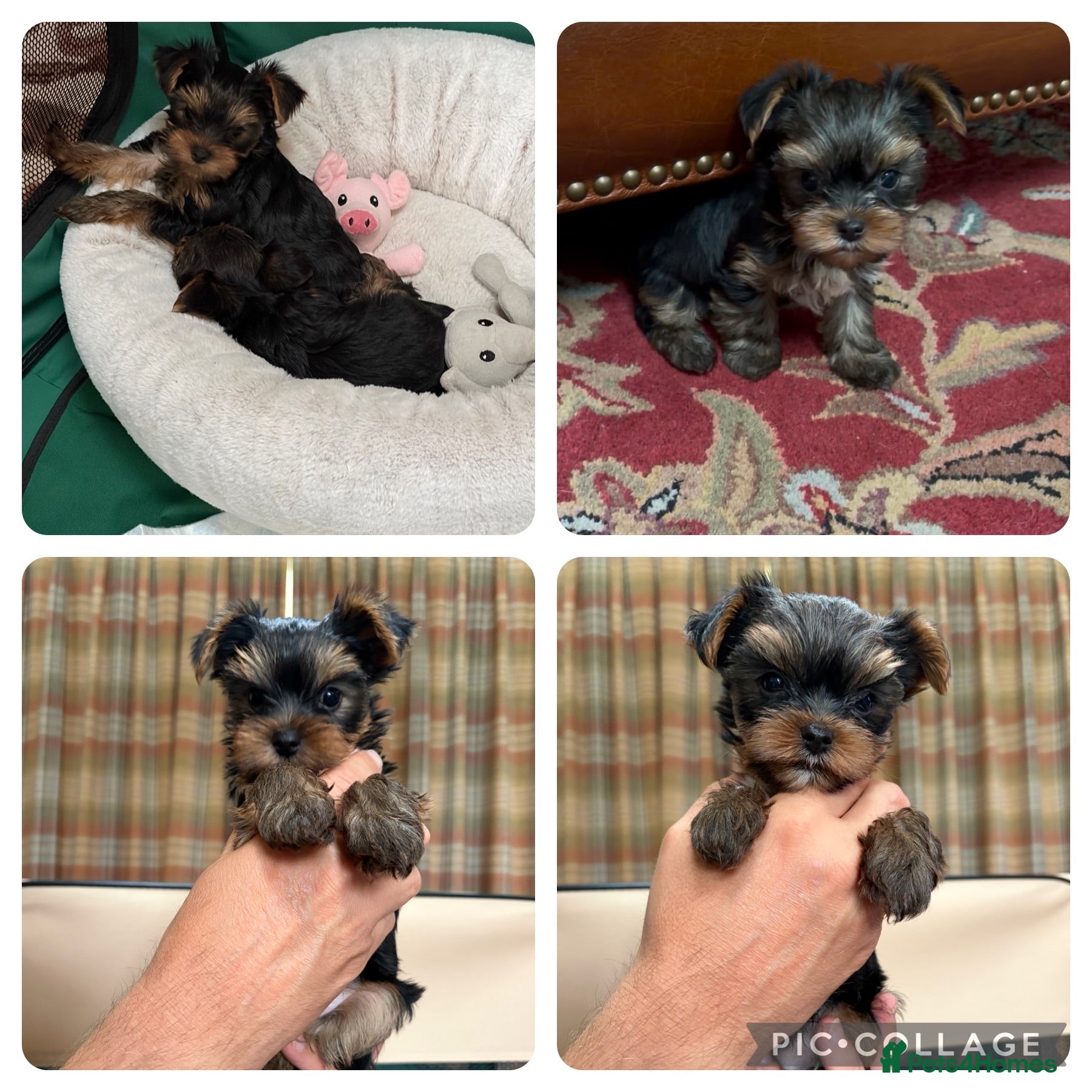 Yorkshire Terrier dogs Top Quaility Yorkshire Terrier Puppies KC Reg - Advert 2