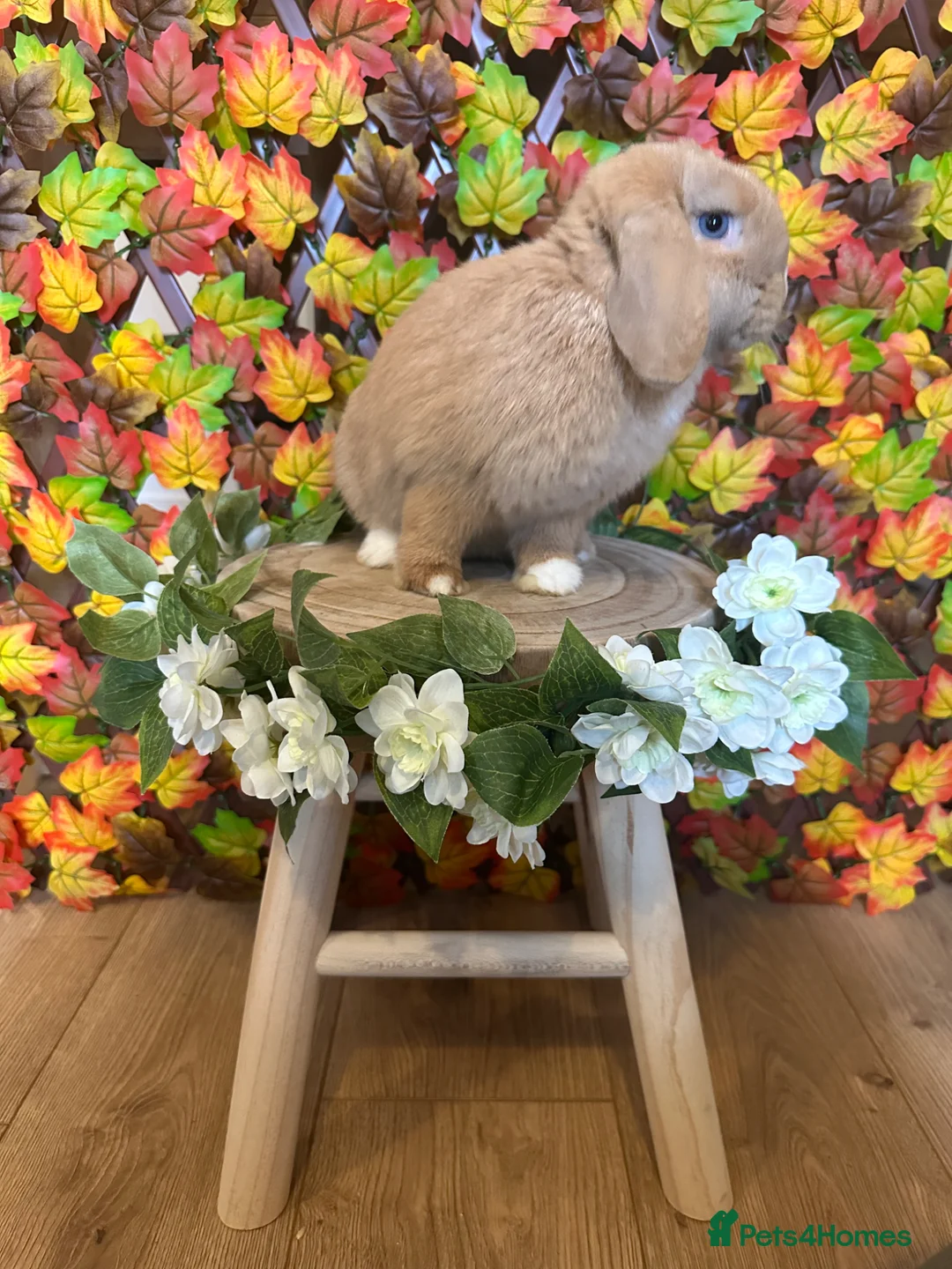 Mini Lop rabbits for sale: 🐰 Honey — Chocolate Tort Vienna Mark Mini Lop Doe - Advert 2