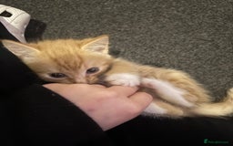 Domestic Shorthair cats for sale: 4 beautiful kittens looking for homes 🏡🥰 - Image 12