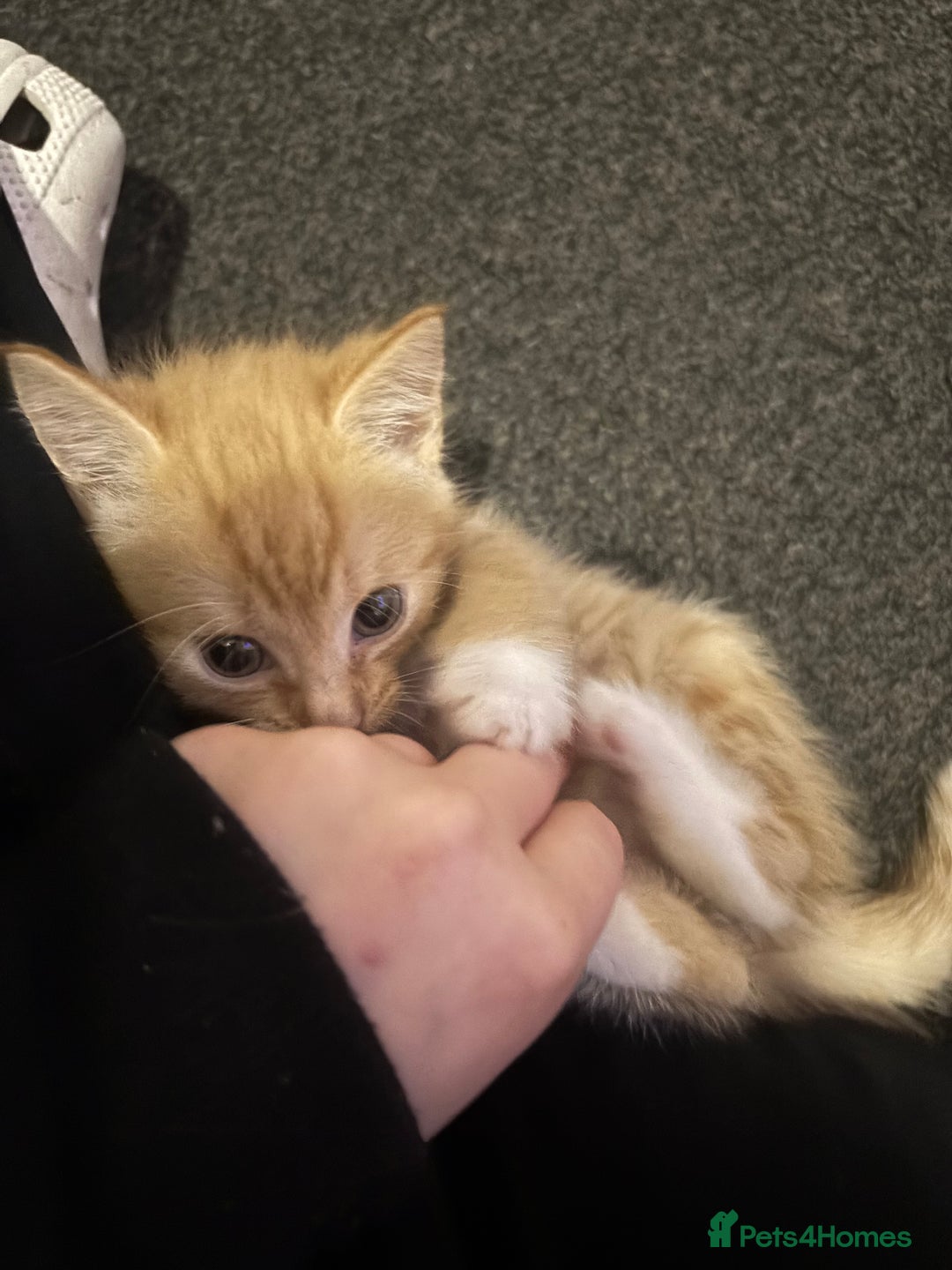 Domestic Shorthair cats for sale: 4 beautiful kittens looking for homes 🏡🥰 - Image 12