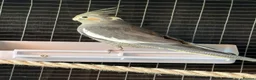 Cockatiels birds for sale: 7 Cockatiels  - Advert 4