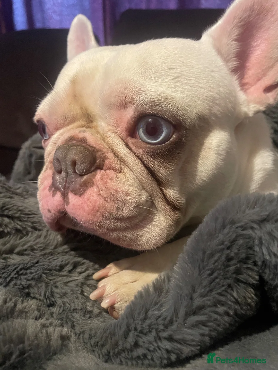 French Bulldog dogs for sale: BlueEyed Hugo 💙 in Grimsby - Advert 2