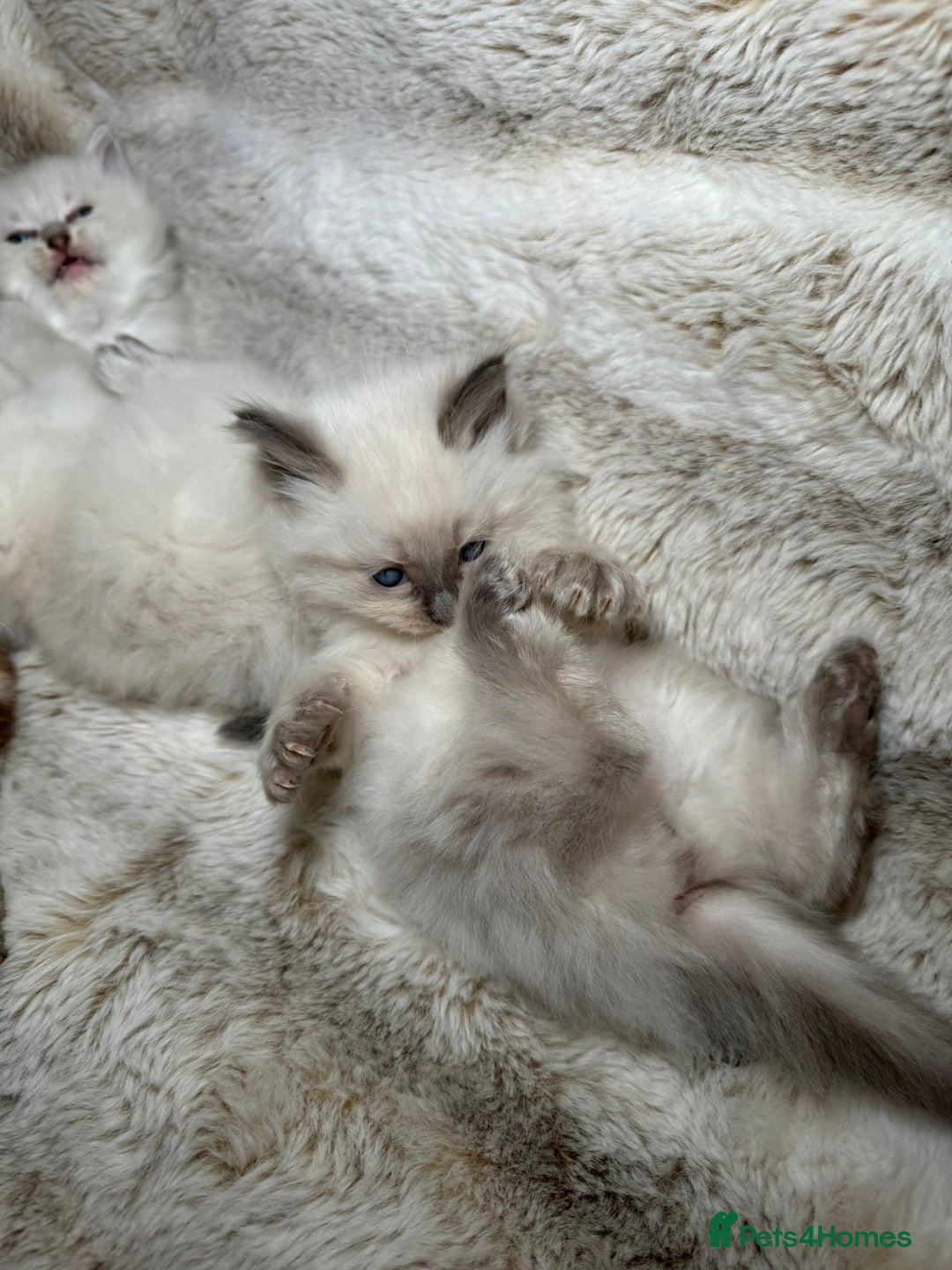 Ragdoll cats for sale: Ragdoll Chunky Boys!  - Advert 2