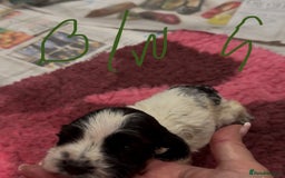 Cocker Spaniel dogs for sale: KC show cocker puppies black white boys - Image 36