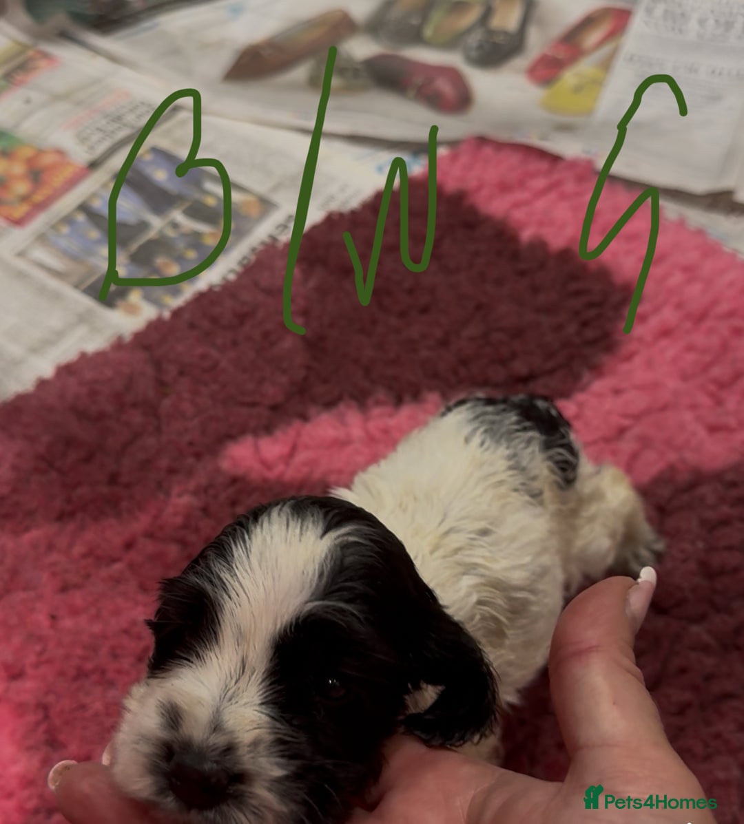 Cocker Spaniel dogs for sale: KC show cocker puppies black white boys - Image 36