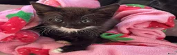 Mixed Breed cats for sale: Kitten for sale  - Advert 4