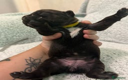 Bandog dogs for sale: 🐾 🌟 Premium multigen Bandogge Puppies🌟🐾 - Image 22