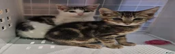 British Shorthair cats for adoption: Kittens desperately need love 💔 - Advert 5
