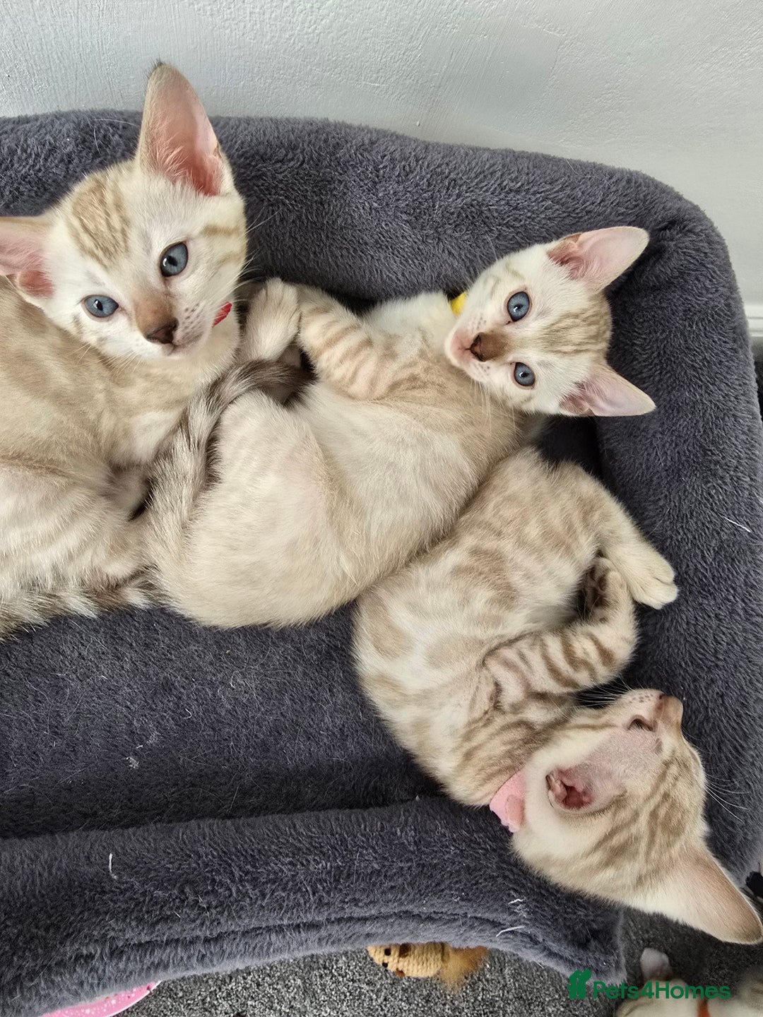 Bengal cats for sale: BLUE EYE SNOW BENGAL LYNC TICA ACTIVE - Image 15