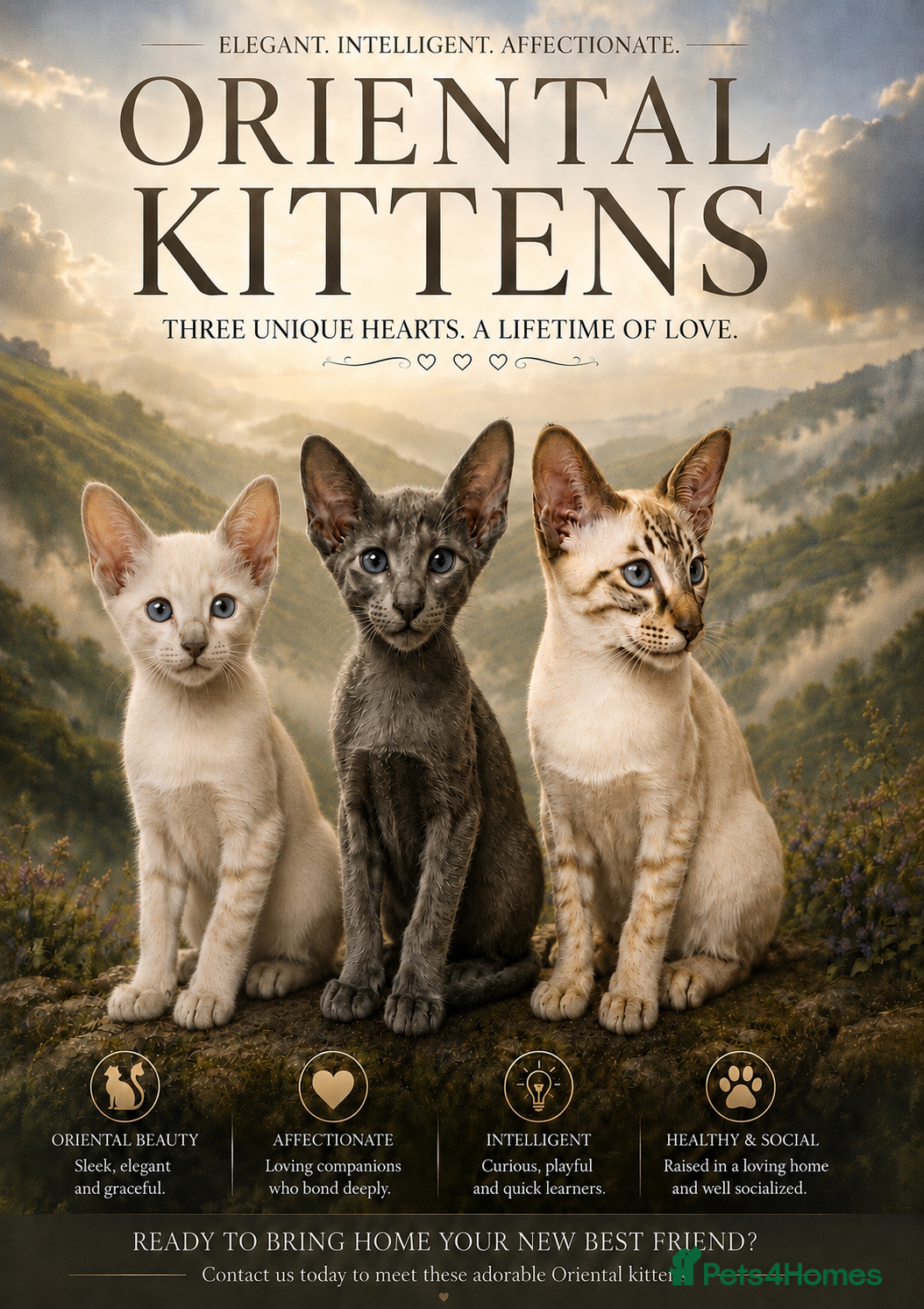 Oriental cats Supreme pedigree GCCF registered oriental kittens - Advert 14