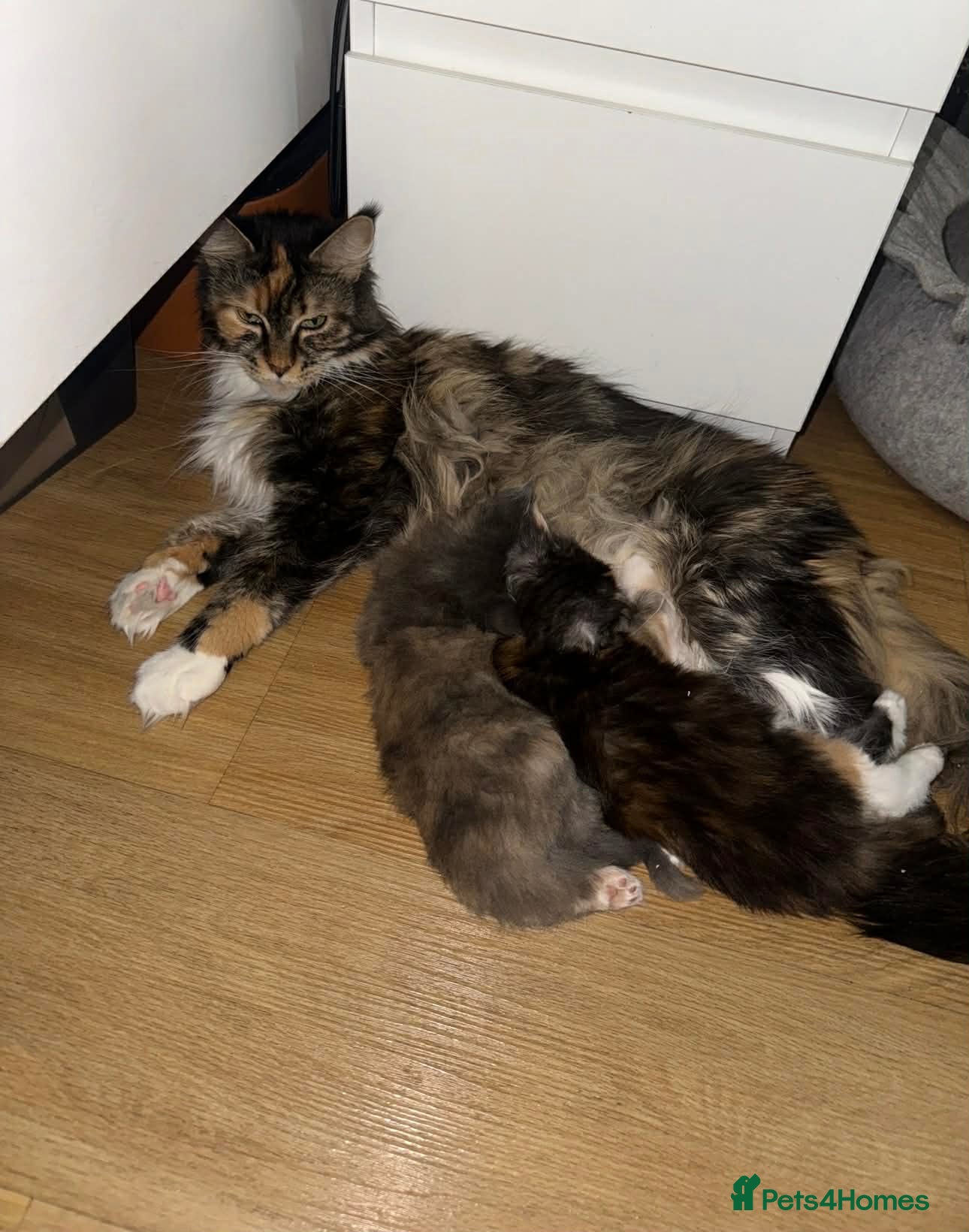 Maine Coon cats 🐱2 GIRLS MAINE COON KITTENS READY FOR NEW HOME🐱 - Advert 2
