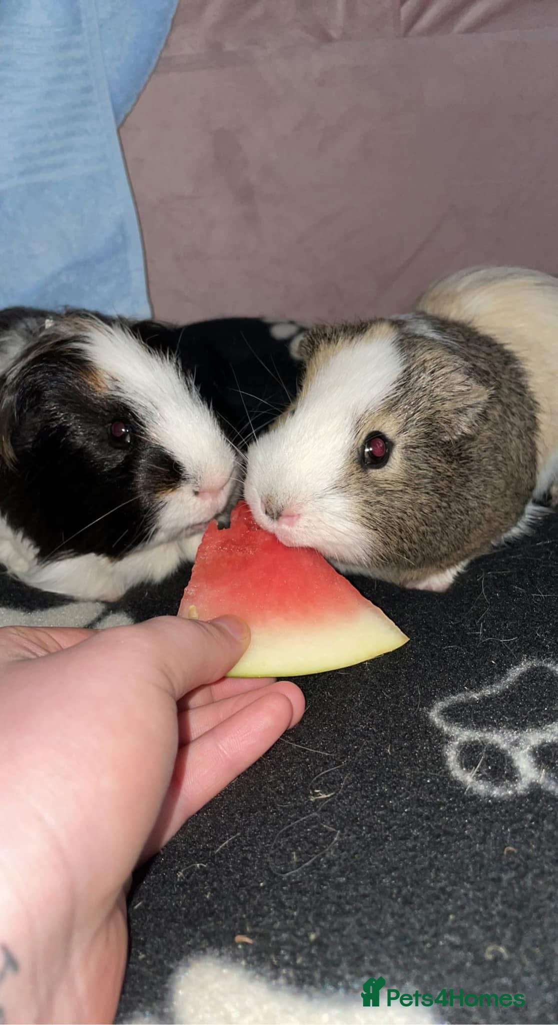 Guinea Pig rodents Two male adult guinea pigs  - Advert 2