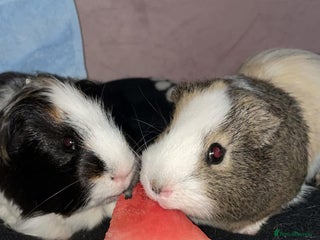 Guinea Pig rodents Two male adult guinea pigs - Advert 1