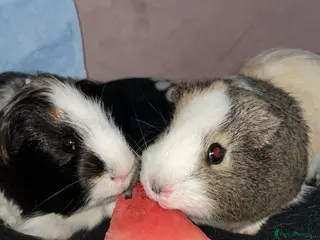 Guinea Pig rodents Two male adult guinea pigs - Advert 21