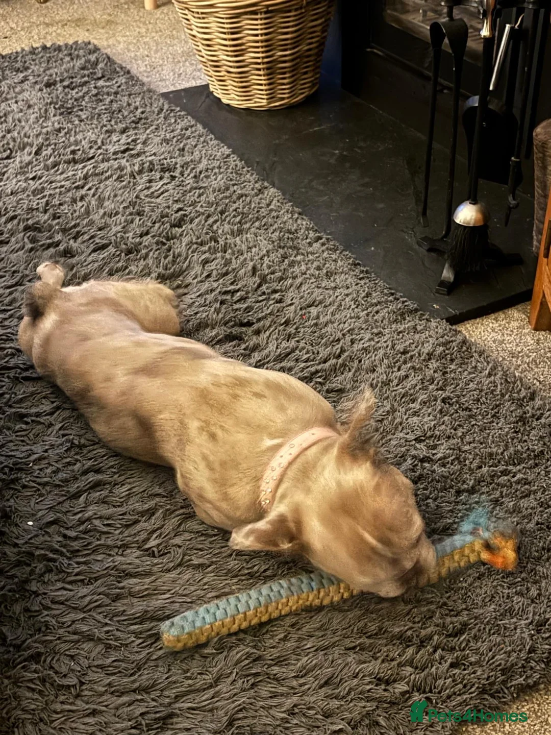 French Bulldog dogs for sale: Female French bulldog - Advert 9