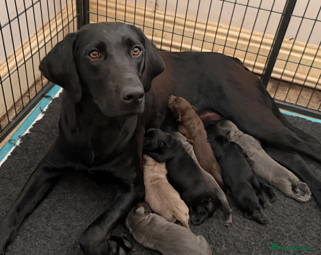 Labrador Retriever dogs for sale: Exceptionally health tested Kc reg Labrador pups - Advert 2