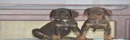 Mixed Breed dogs for sale: Unique hybrid dobermann puppies - Advert 7
