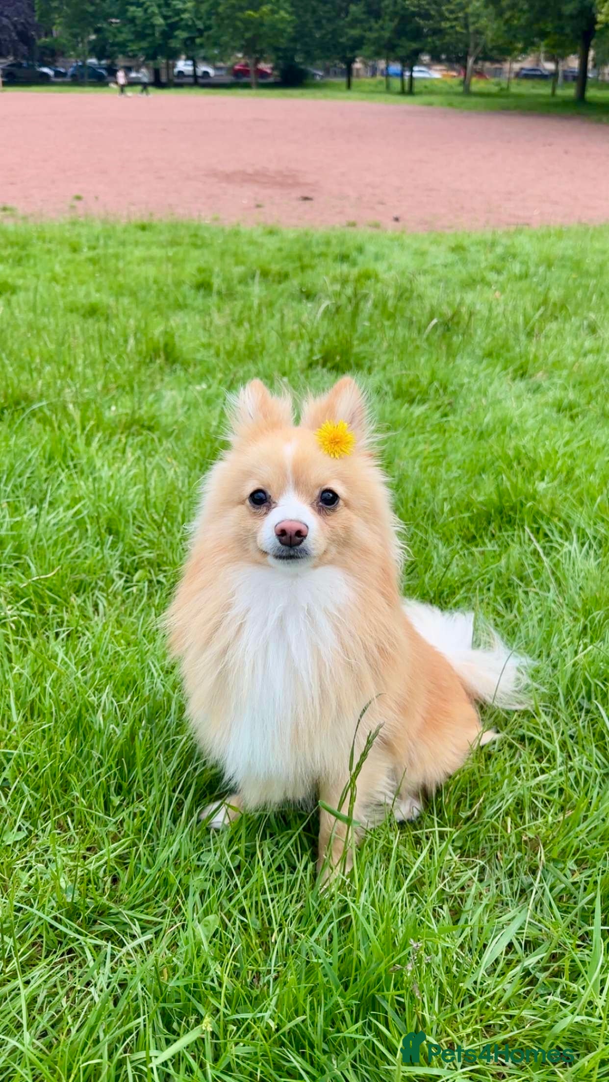 Pomeranian dogs 🐾 Miniature Foxy Type Pomeranian for Stud - Advert 3