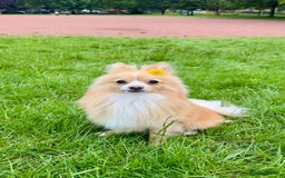 Pomeranian dogs for stud: 🐾 Miniature Foxy Type Pomeranian for Stud - Image 1