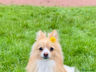 Pomeranian dogs for stud - Advert 1