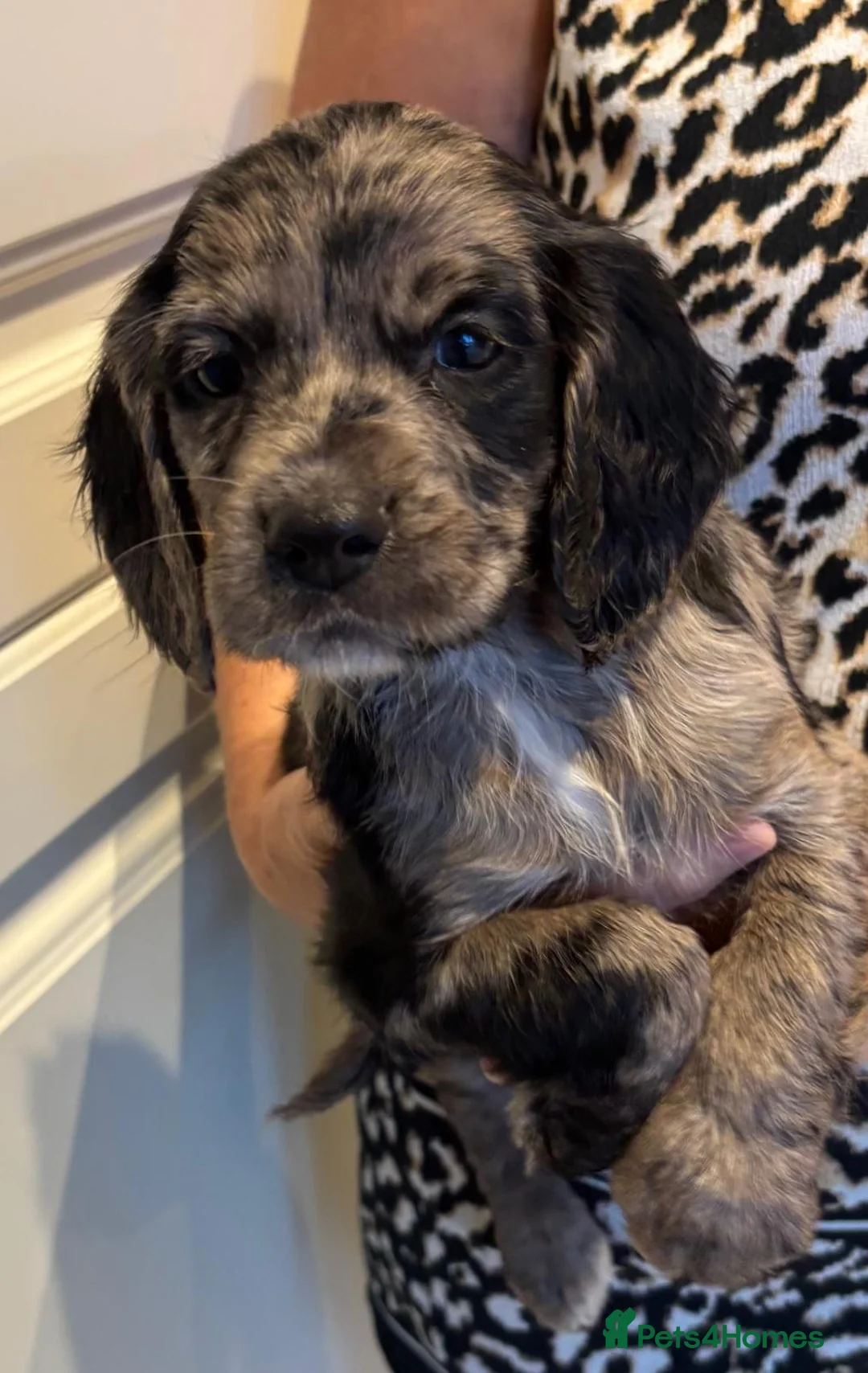 Sprocker dogs for sale: Absolutely adorable sprocker puppys  - Advert 2